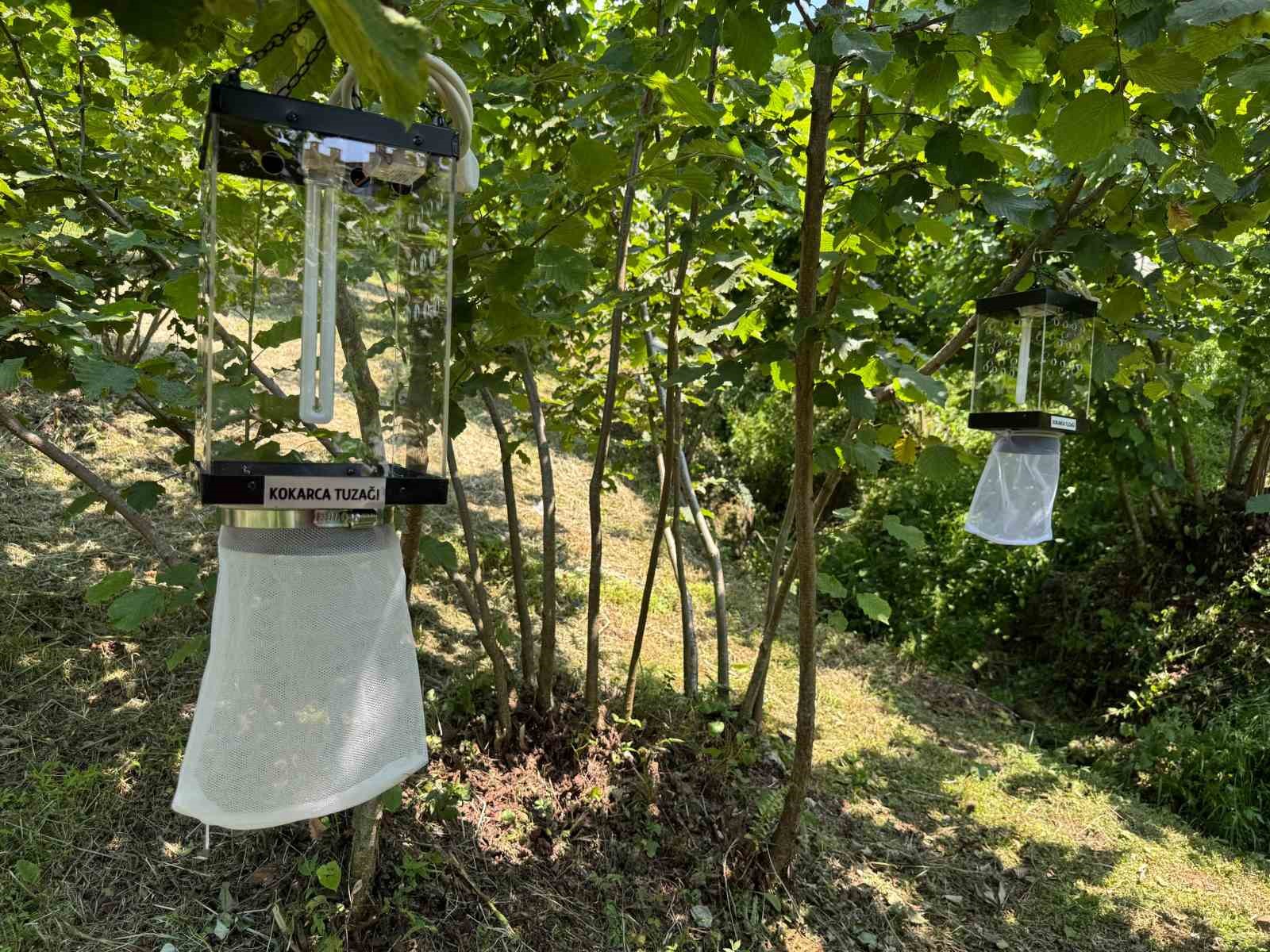 Kahverengi kokarca ile mücadelede yeni yöntem 