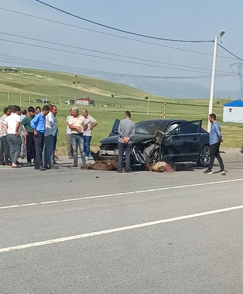 Otomobil sürüye çarptı, onlarca koyun telef oldu 