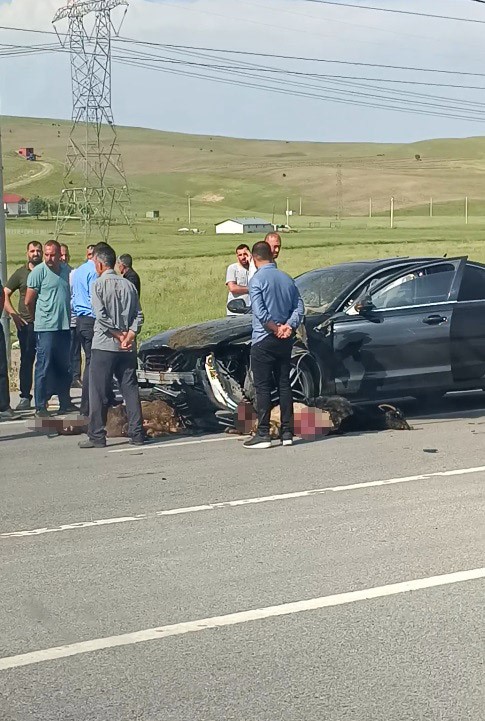 Otomobil sürüye çarptı, onlarca koyun telef oldu 