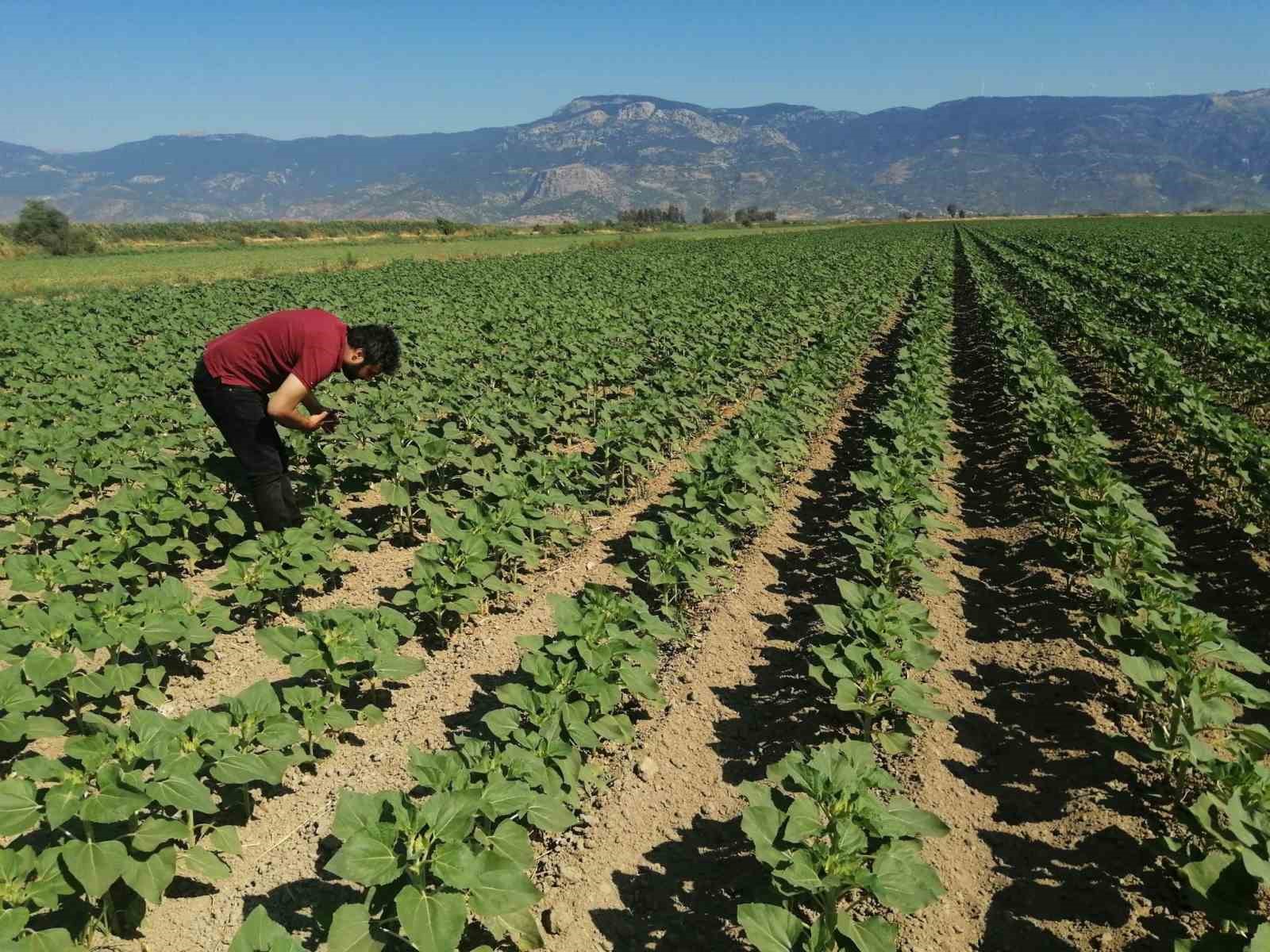 Söke’de ayçiçeği tarlaları taranıyor