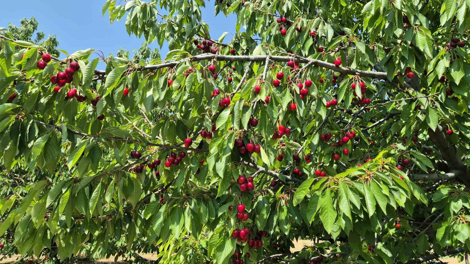 Tekirdağ’da kirazda kalite yükseldi: 3 bin ton rekolte beklentisi 