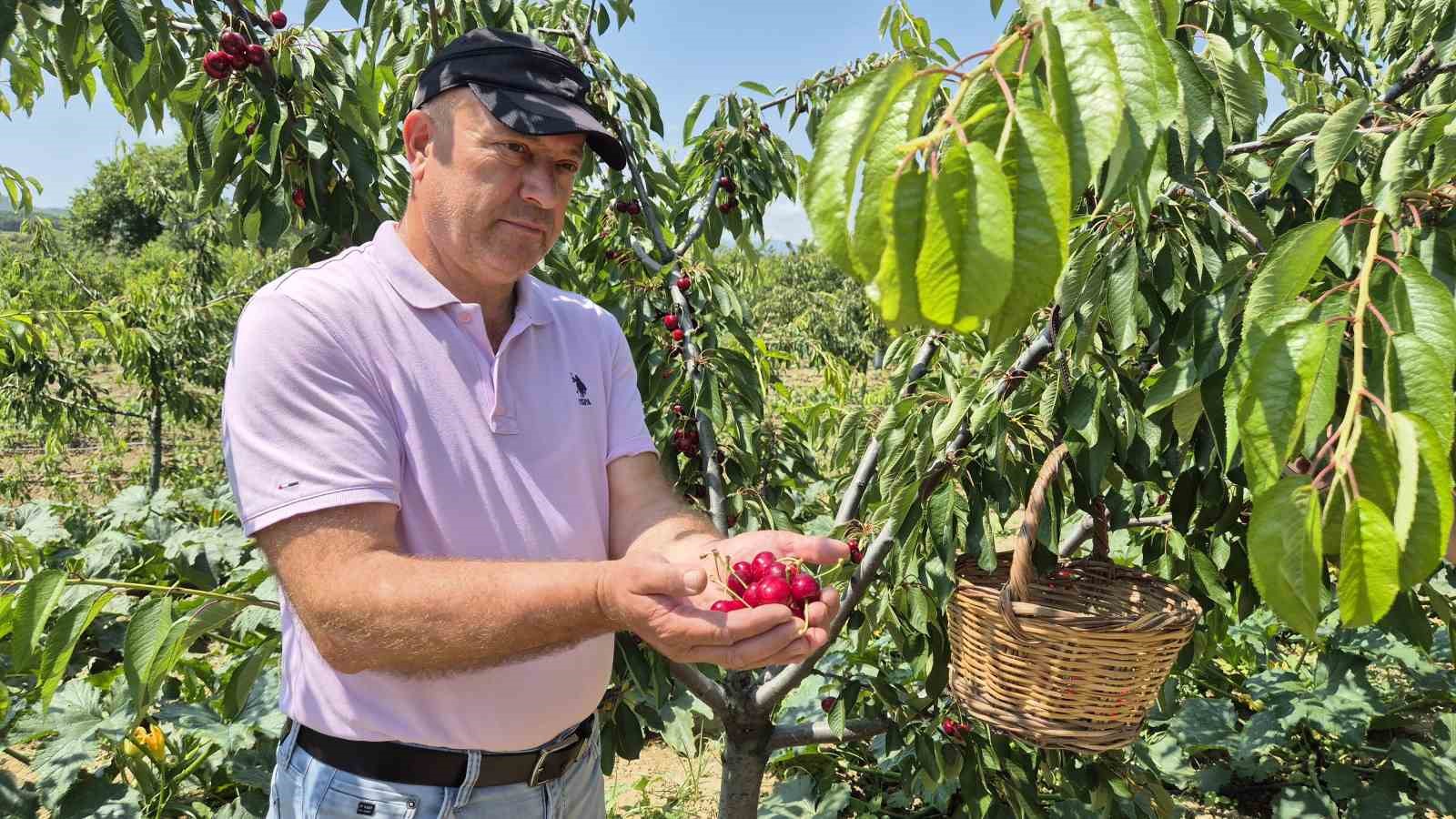 Tekirdağ’da kirazda kalite yükseldi: 3 bin ton rekolte beklentisi 