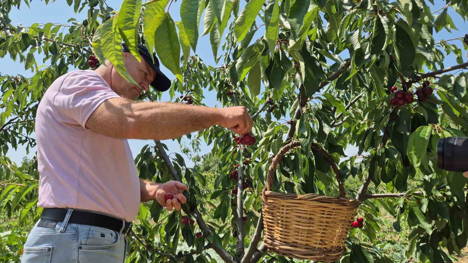 Tekirdağ’da kirazda kalite yükseldi: 3 bin ton rekolte beklentisi 