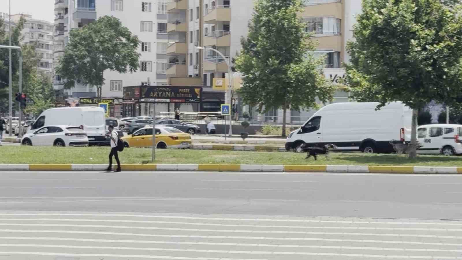 Diyarbakır’da sürü halinde gezen köpekler vatandaşları korkuttu 