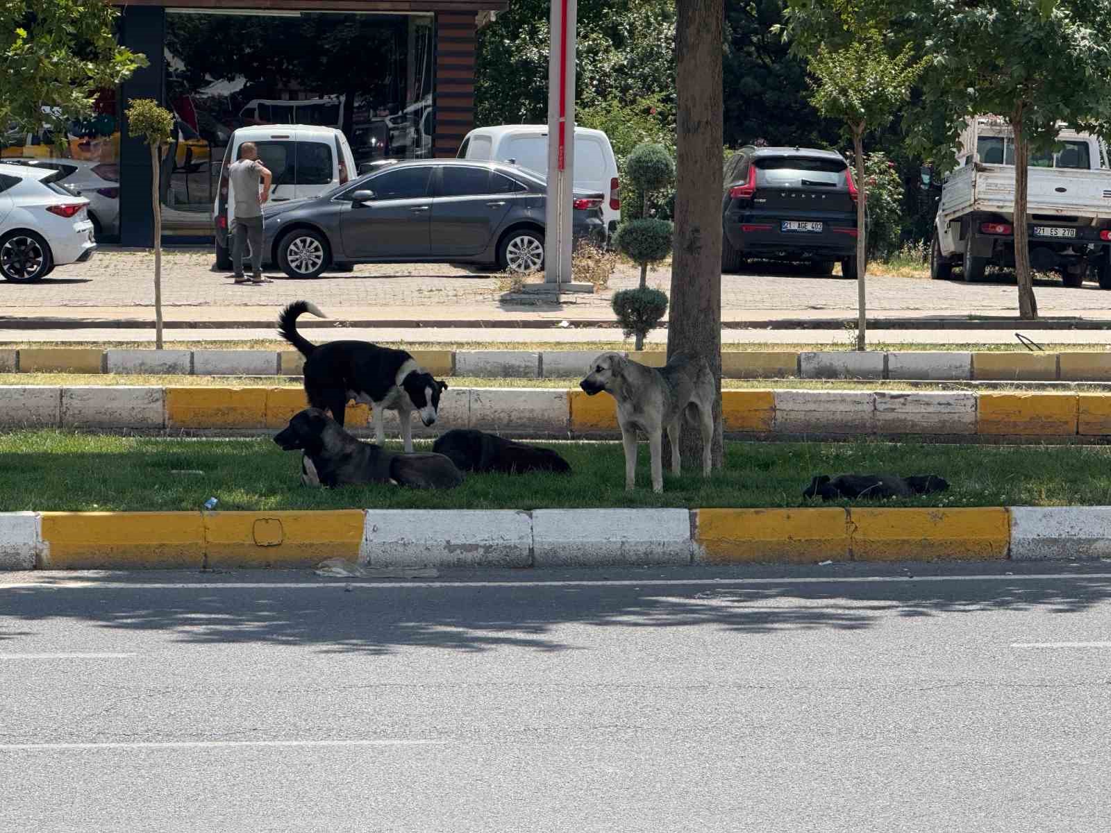 Diyarbakır’da sürü halinde gezen köpekler vatandaşları korkuttu 