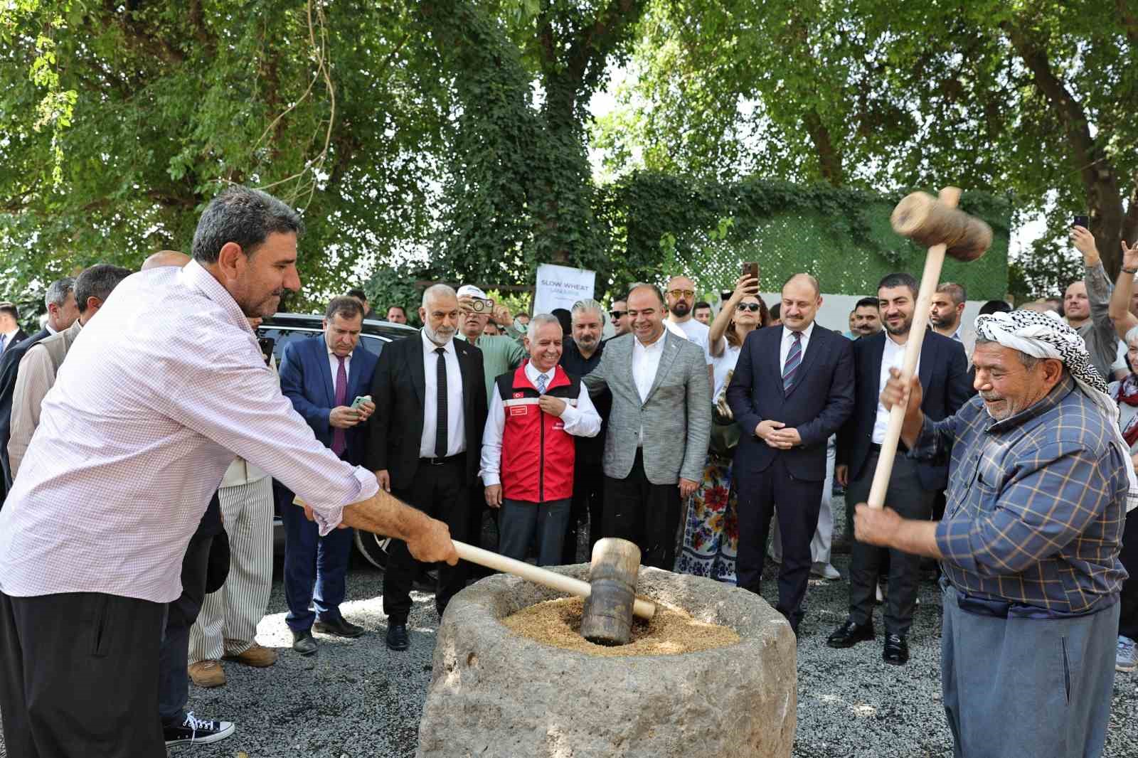 Şanlıurfa’da uluslararası buğday hasadı festivali başladı 
