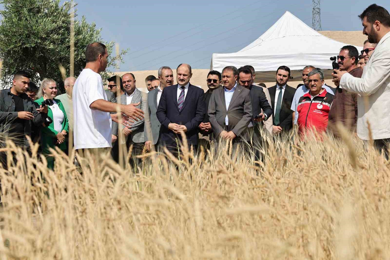 Şanlıurfa’da uluslararası buğday hasadı festivali başladı 