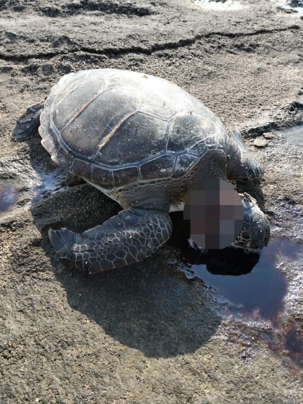 Gazipaşa’da caretta başı kesilmiş halde bulundu 