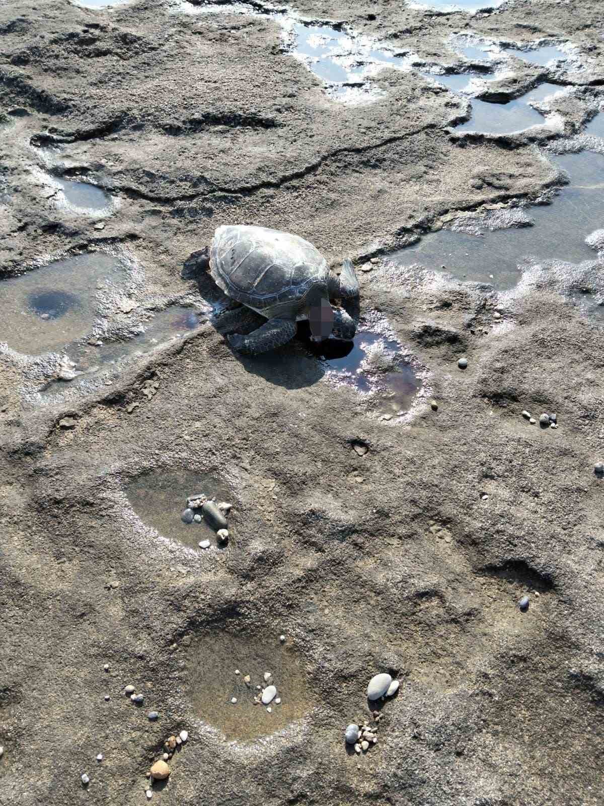 Gazipaşa’da caretta başı kesilmiş halde bulundu 