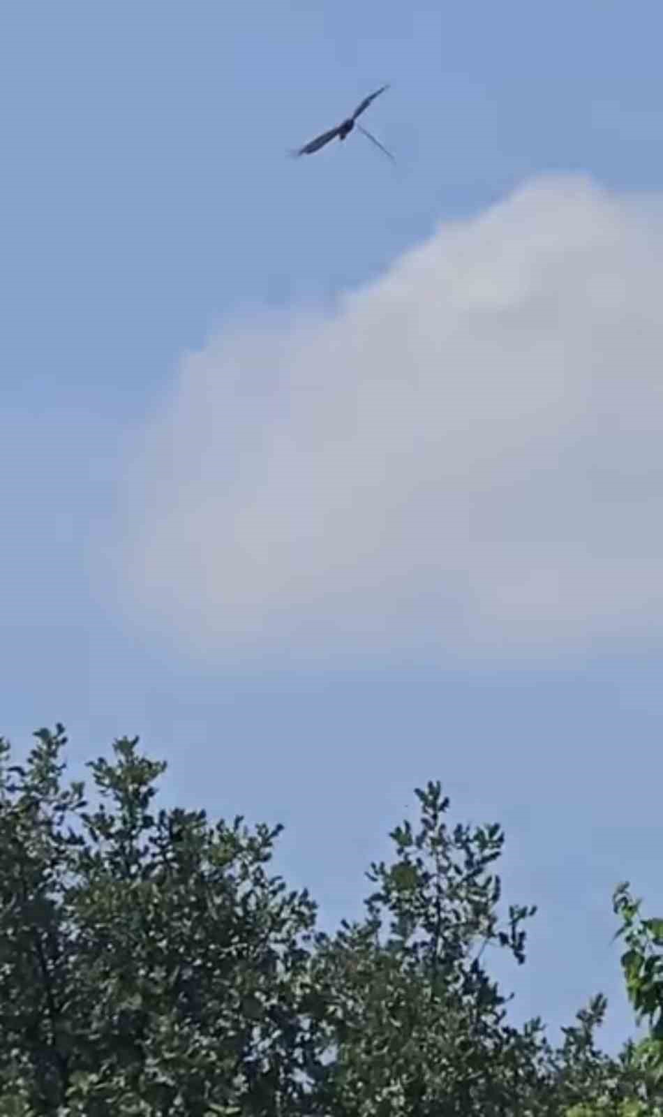 Leylek ve kartalın yılan avı kamerada 