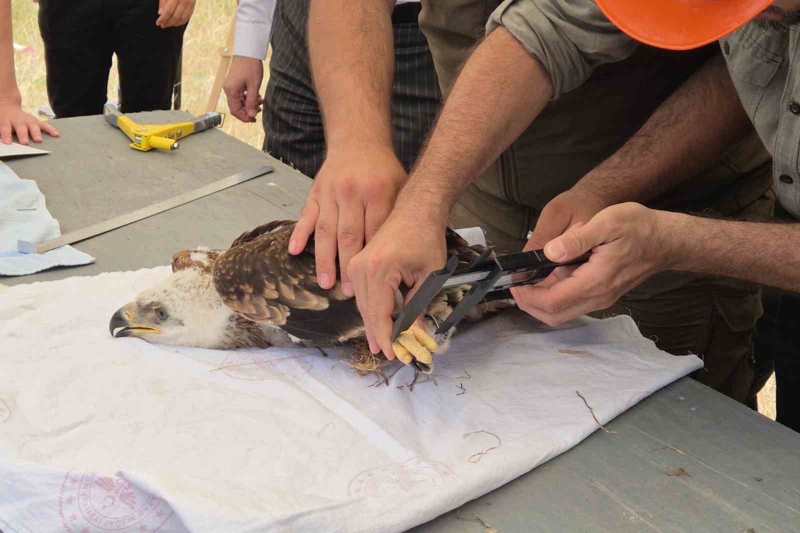 Şah kartalları ve leylekler halkalanıyor 
