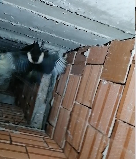 Balık ağıyla kuşu kurtardı 