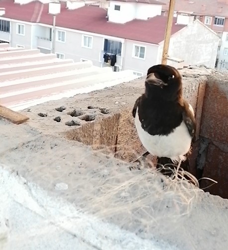 Balık ağıyla kuşu kurtardı 
