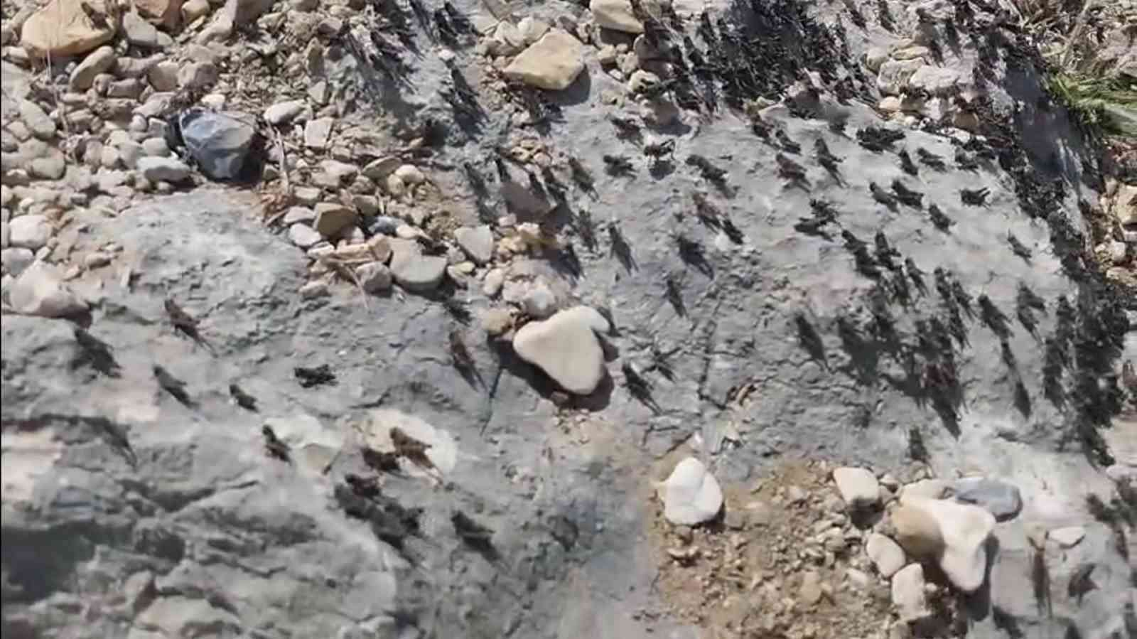 Antalya Gelesandra Yaylası’nda çekirge istilası 
