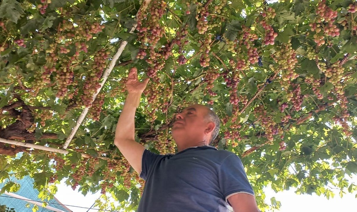 Ev önündeki asmadan mahalleye üzüm ikramı 