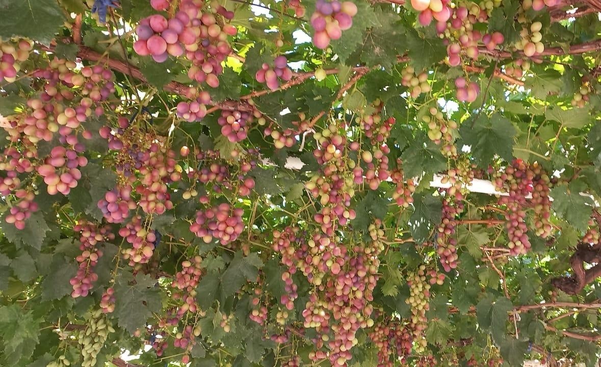 Ev önündeki asmadan mahalleye üzüm ikramı 