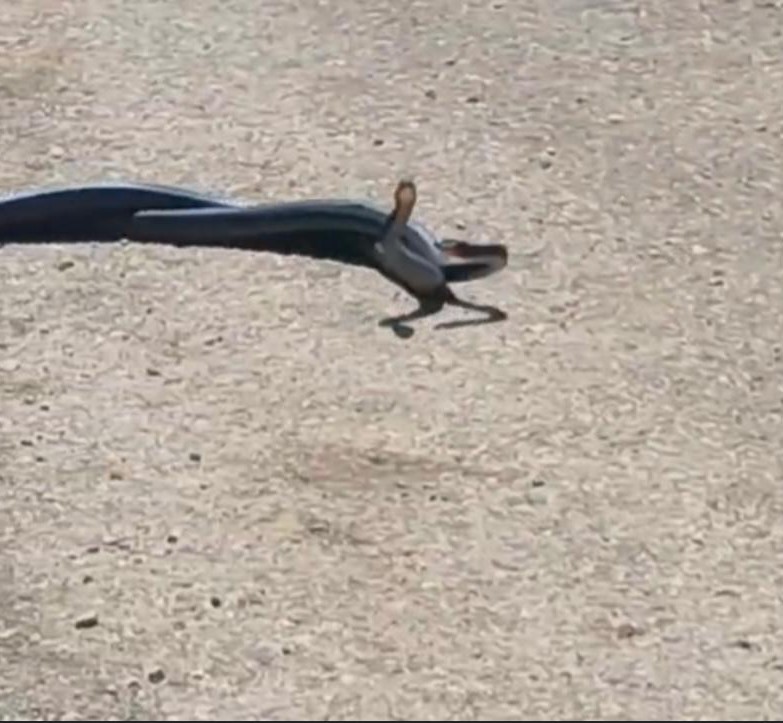 Osmaniye’de yılanların dansı kameraya yakalandı 