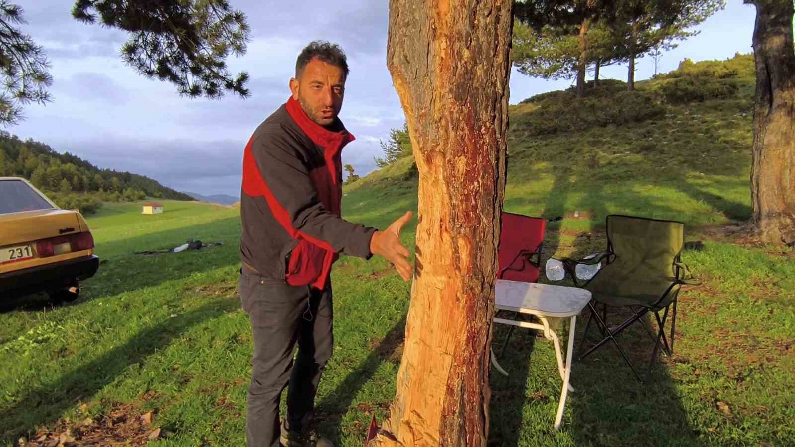 Asırlık çam ağaçlarına çıra darbesi 
