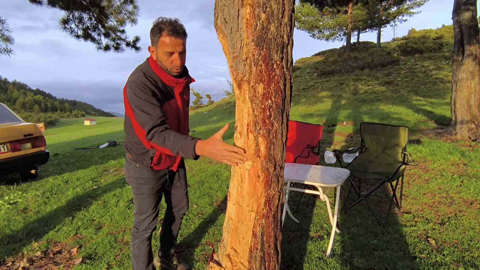 Asırlık çam ağaçlarına çıra darbesi 