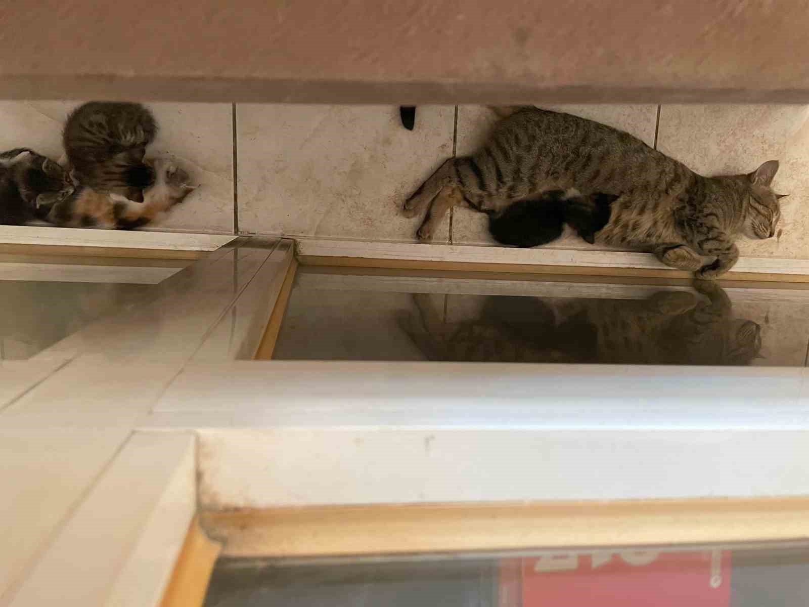 Yavrularını ağzıyla ofise taşıyan anne kedi yürekleri ısıttı 