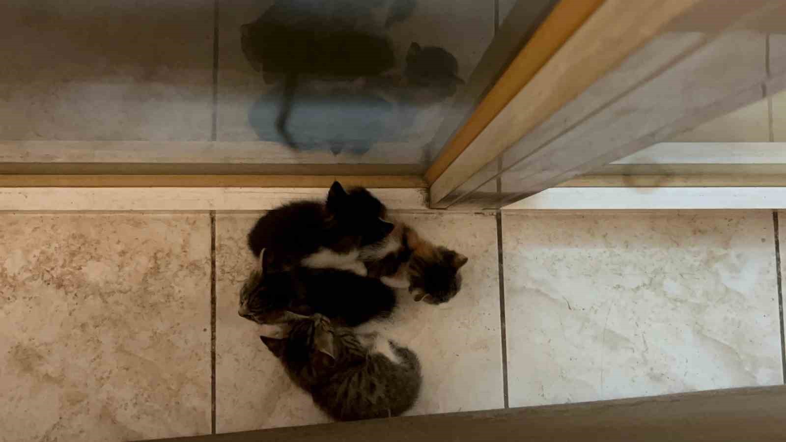 Yavrularını ağzıyla ofise taşıyan anne kedi yürekleri ısıttı 