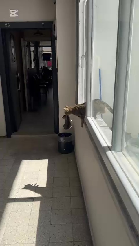 Yavrularını ağzıyla ofise taşıyan anne kedi yürekleri ısıttı 