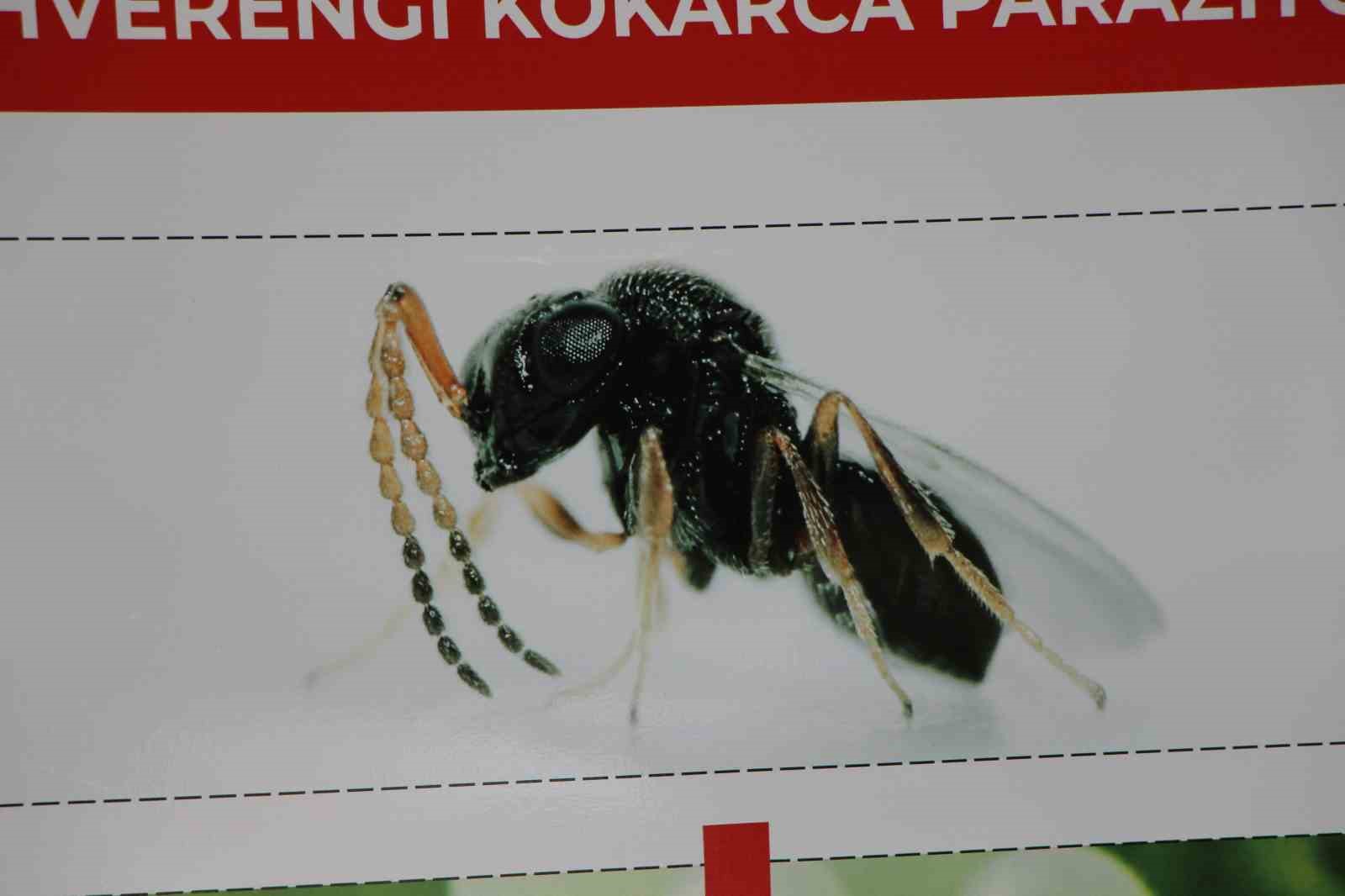 Kahverengi kokarca yayılıyor: Amasya’da da tespit edildi 