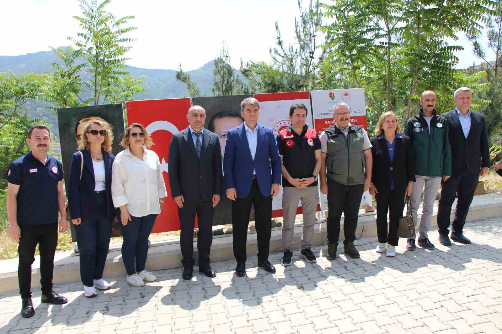 Kahverengi kokarca yayılıyor: Amasya’da da tespit edildi 