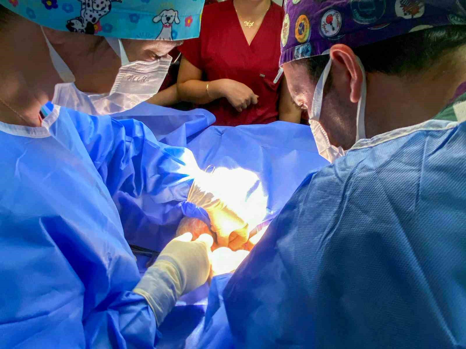 Kastamonu Üniversitesi’nde 5 ayda 334 hayvan tedavi edildi 