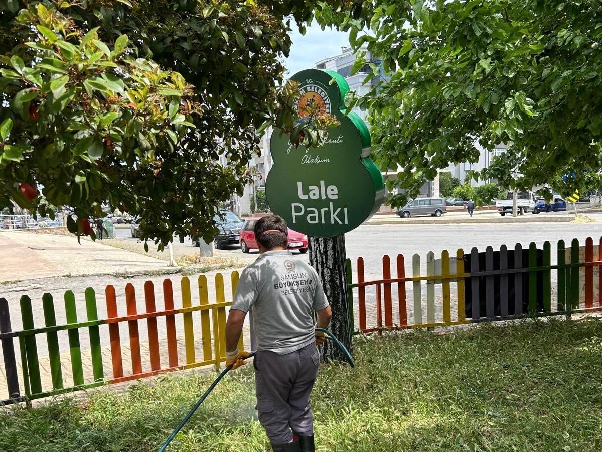 Samsun’da kenelere karşı ilaçlama seferberliği 