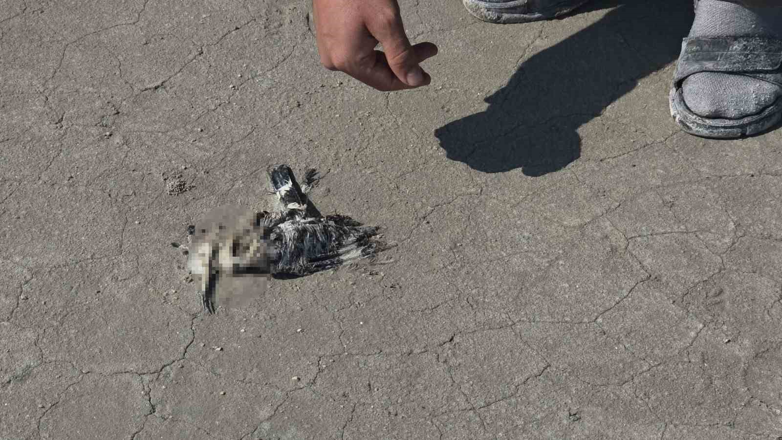Tuz Gölü’nde yüzlerce flamingo ölü olarak bulundu 