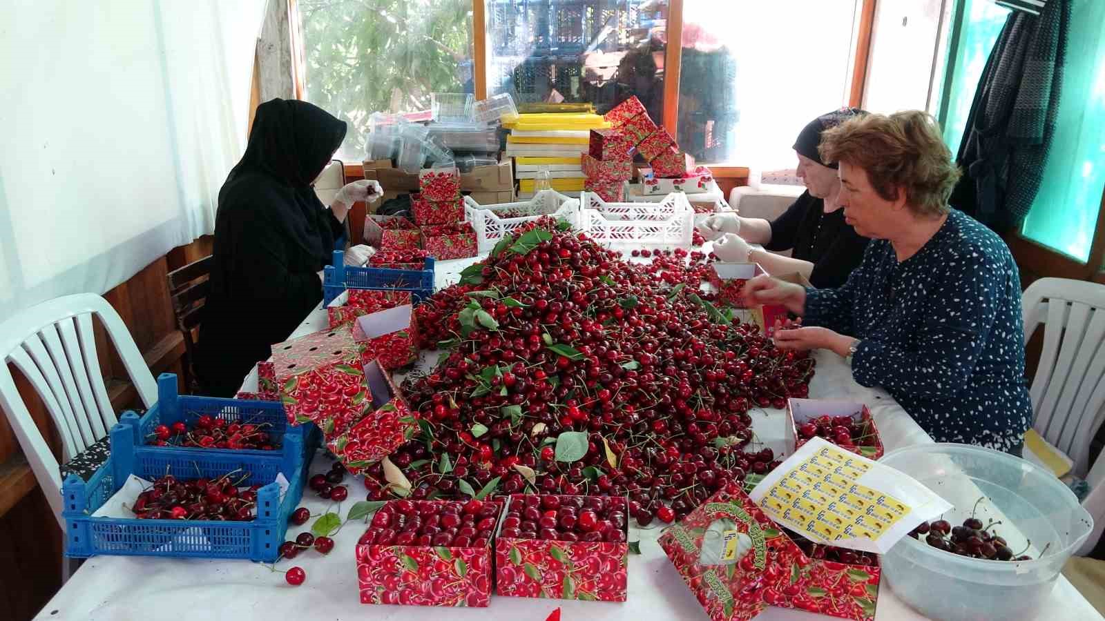 Çanakkale’de bu yıl kirazda 10 bin ton rekolte elde edildi 