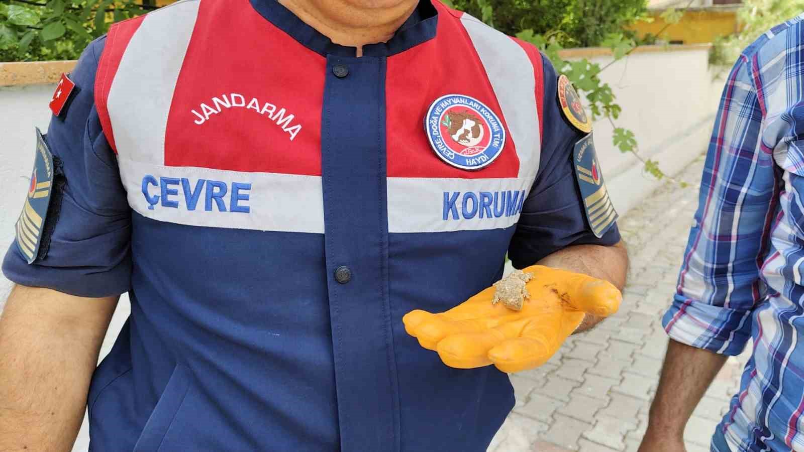 Yerköy’de nesli tükenmekte olan bozkır keleri görüldü 
