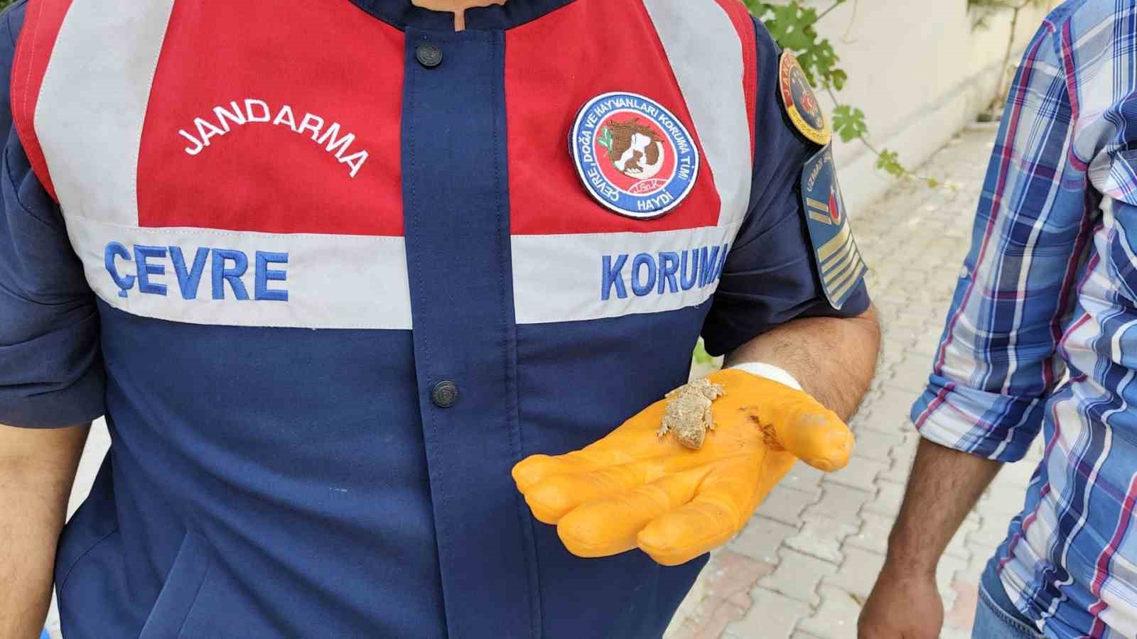 Yerköy’de nesli tükenmekte olan bozkır keleri görüldü 