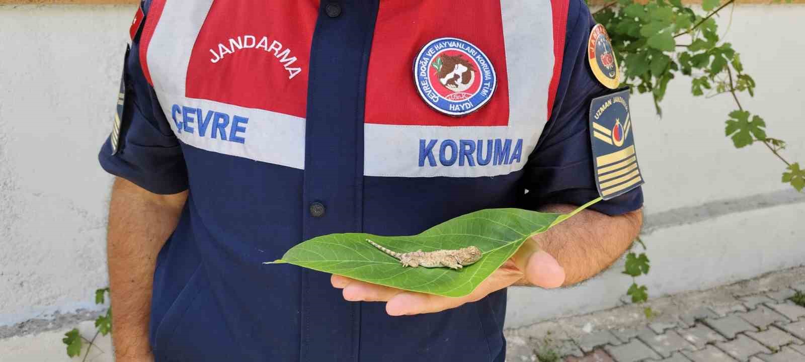 Yerköy’de nesli tükenmekte olan bozkır keleri görüldü 