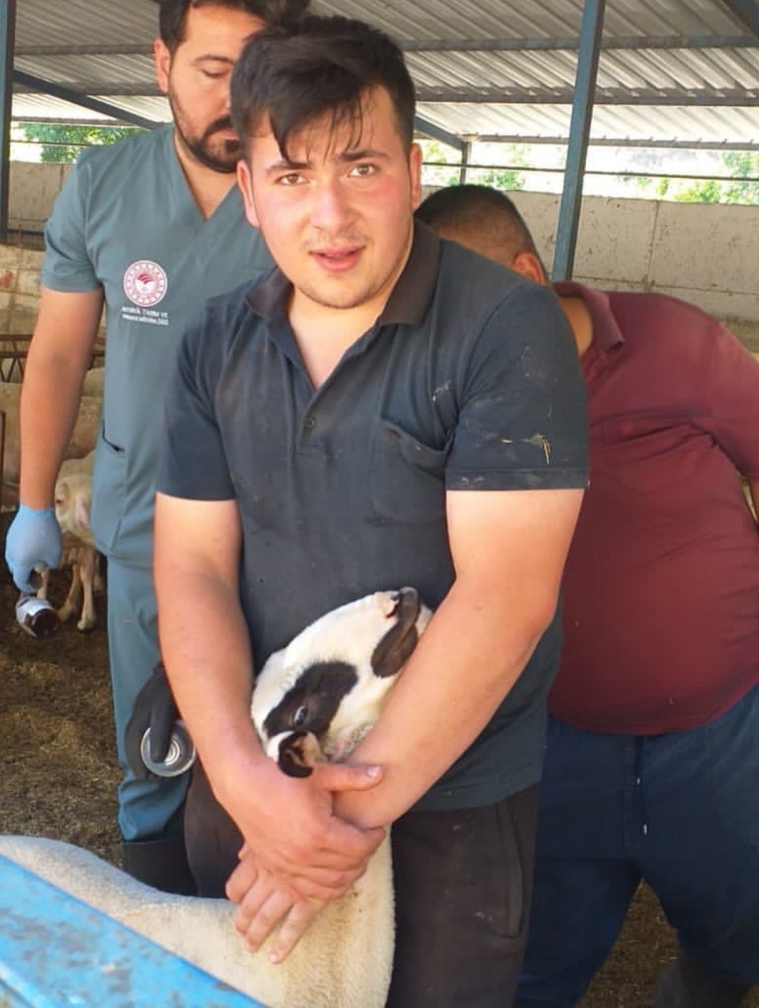 Köşk’te hayvan aşı çalışmalarına başlandı 