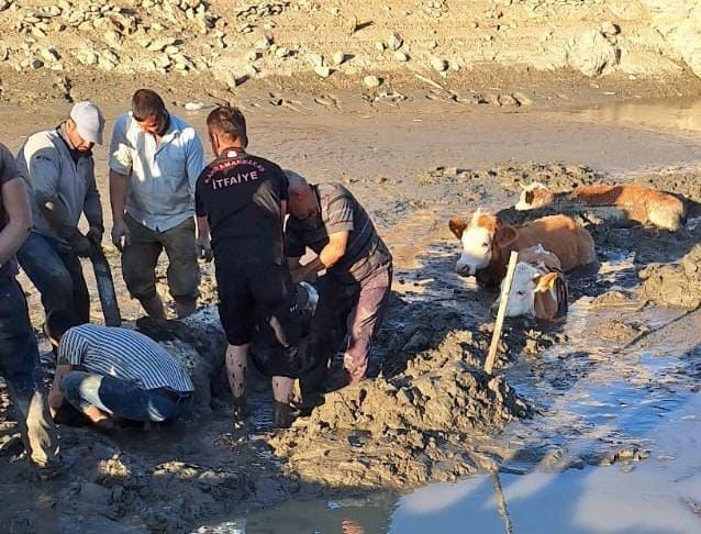Bataklığa saplanan 6 inek kurtarıldı 
