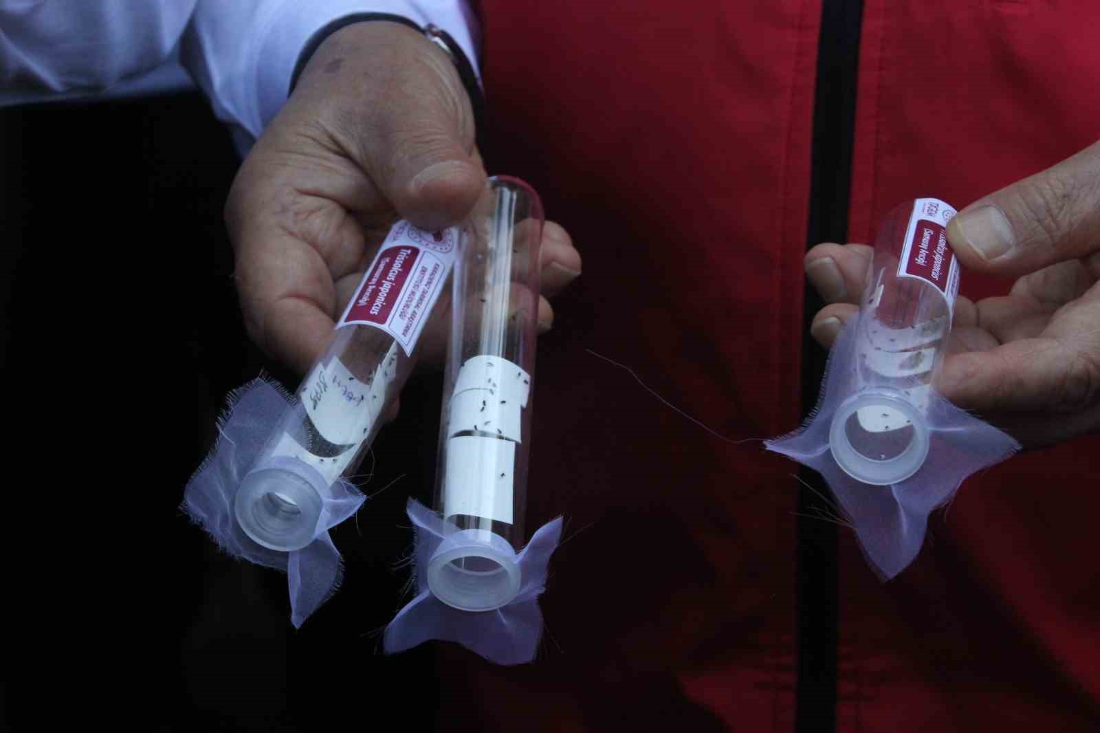 Türkiye’de kahverengi kokarcaya karşı 1 milyondan fazla samuray arısı salınımı yapılacak 