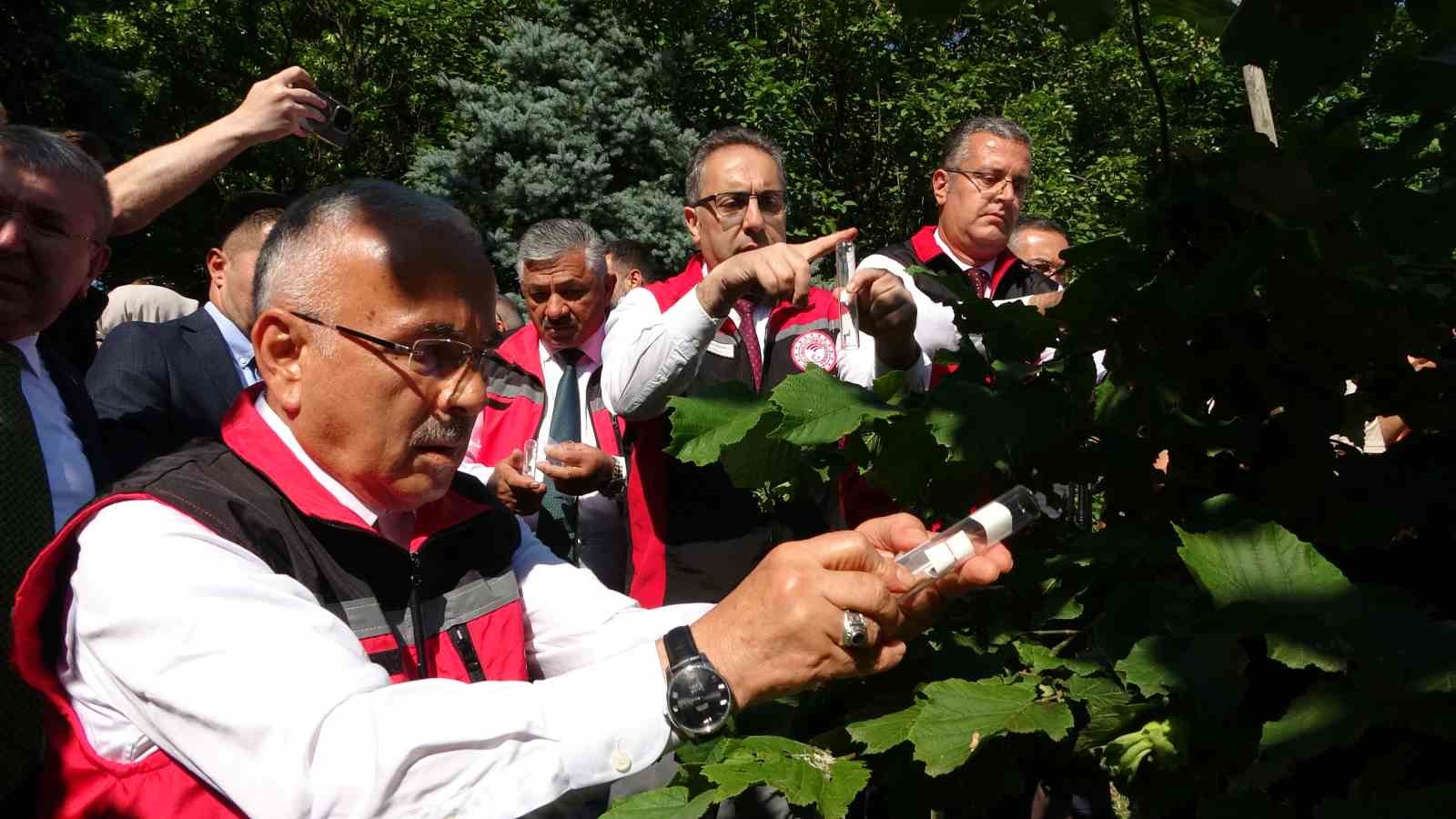 Türkiye’de kahverengi kokarcaya karşı 1 milyondan fazla samuray arısı salınımı yapılacak 