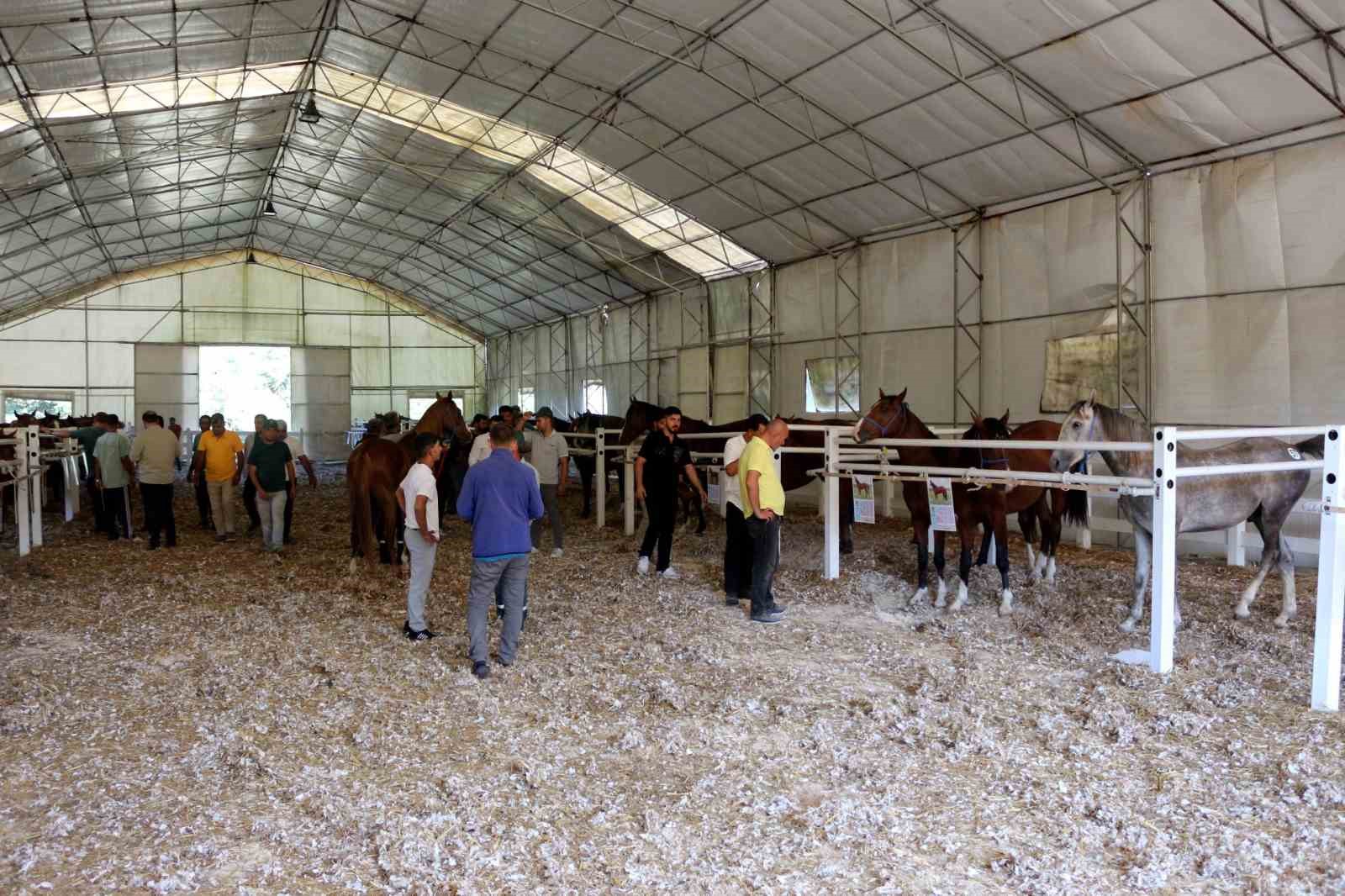 TİGEM, tay satışından tek seferde 31 milyon 20 bin liralık gelir elde etti 