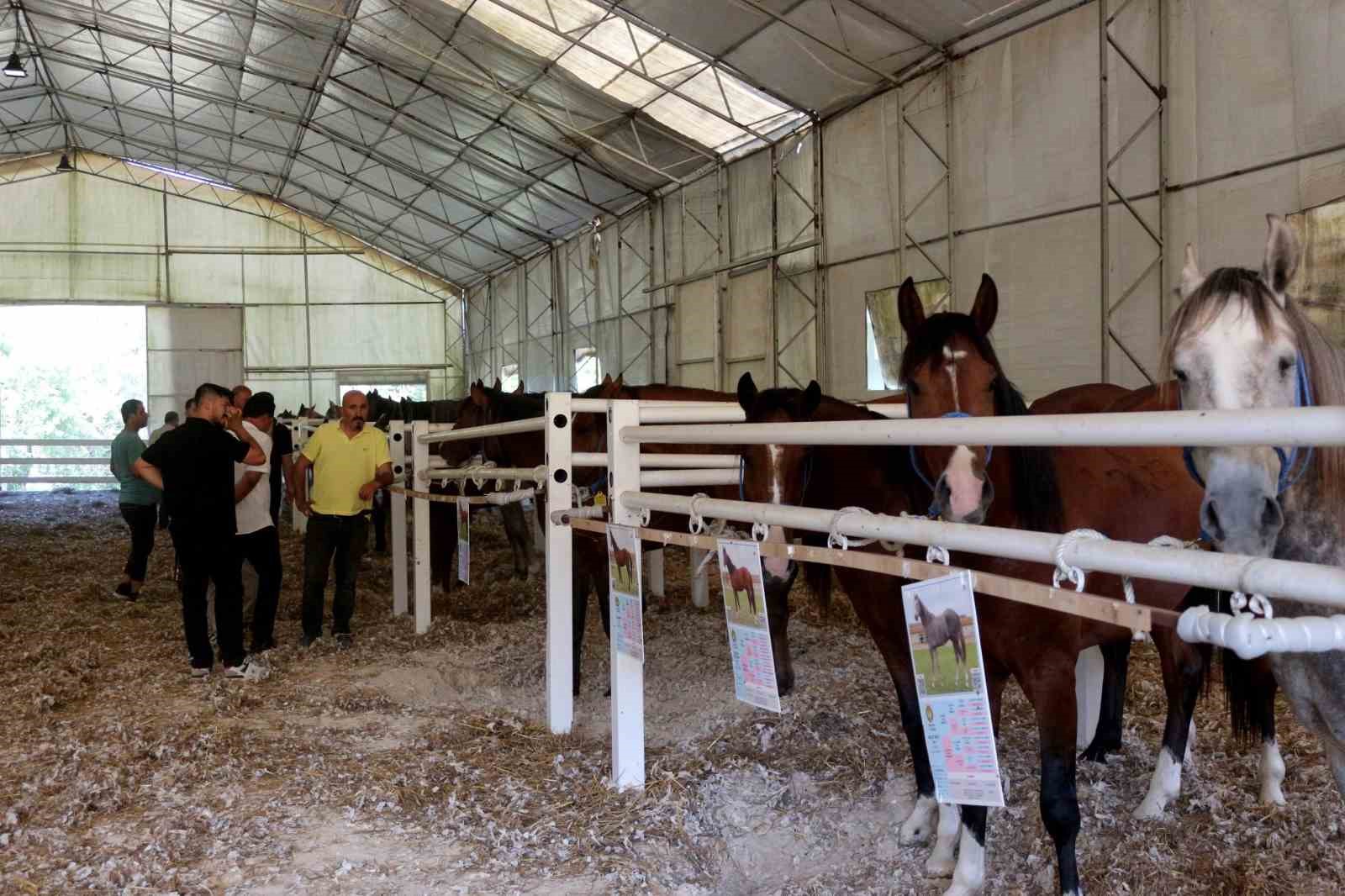 TİGEM, tay satışından tek seferde 31 milyon 20 bin liralık gelir elde etti 