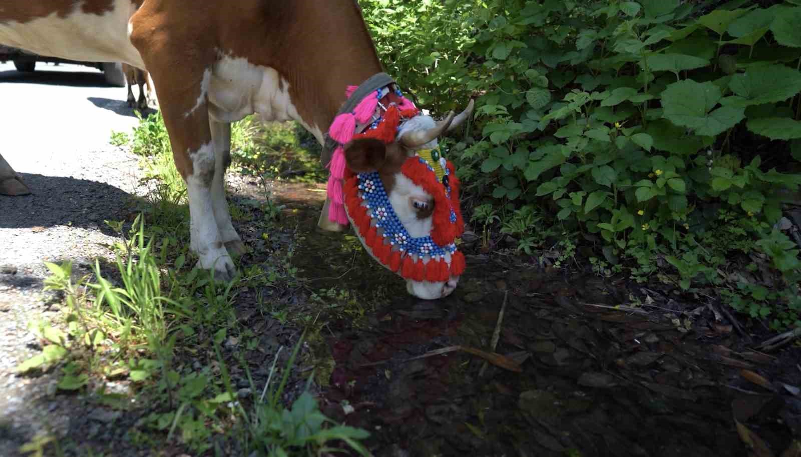 Karadeniz’den renkli yayla göçleri 
