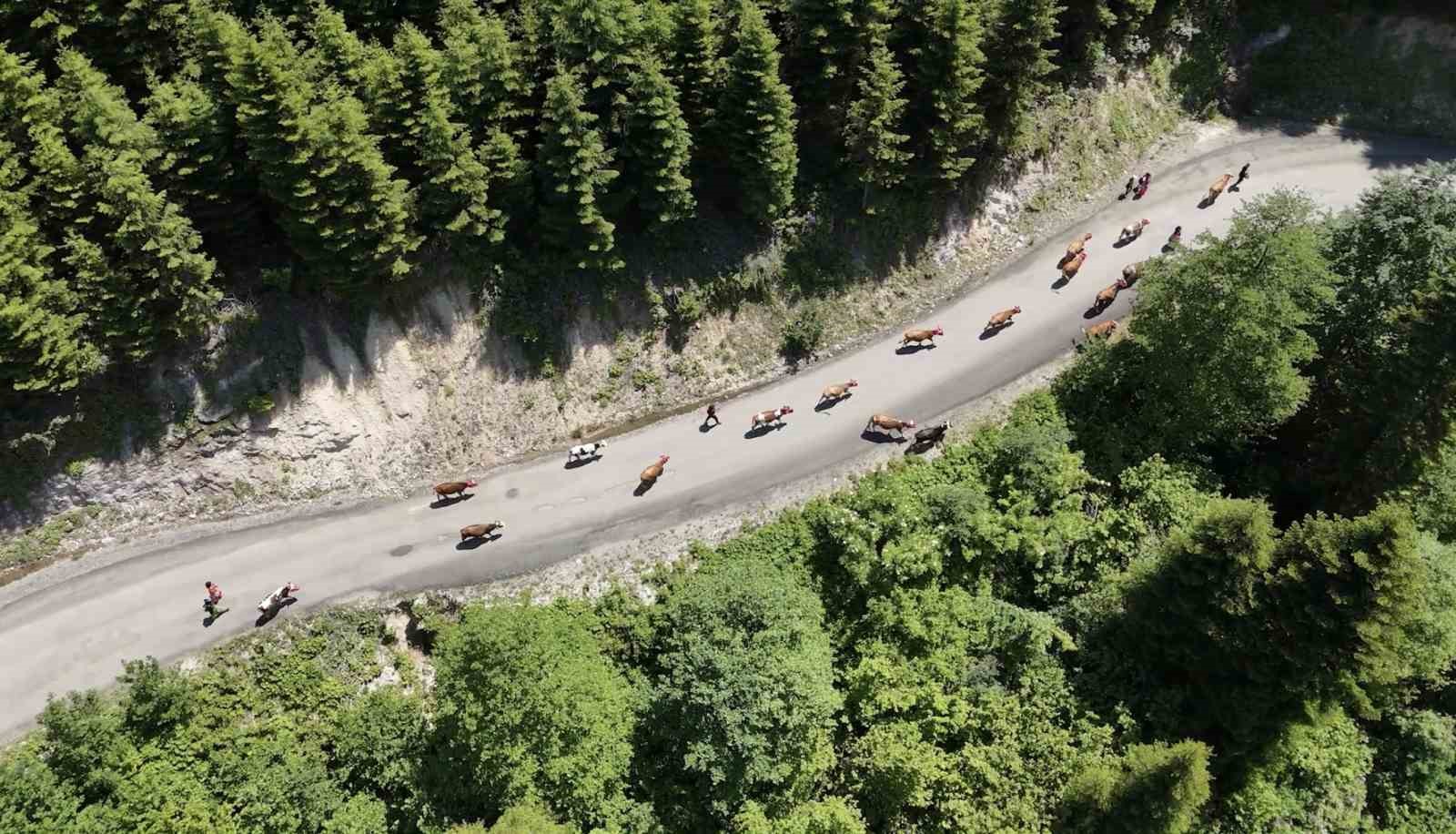 Karadeniz’den renkli yayla göçleri 