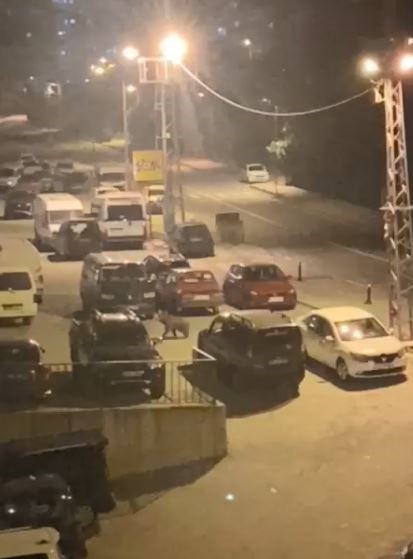Borçka ilçe merkezine inen ayılar cadde ve sokaklarda dolaştı 