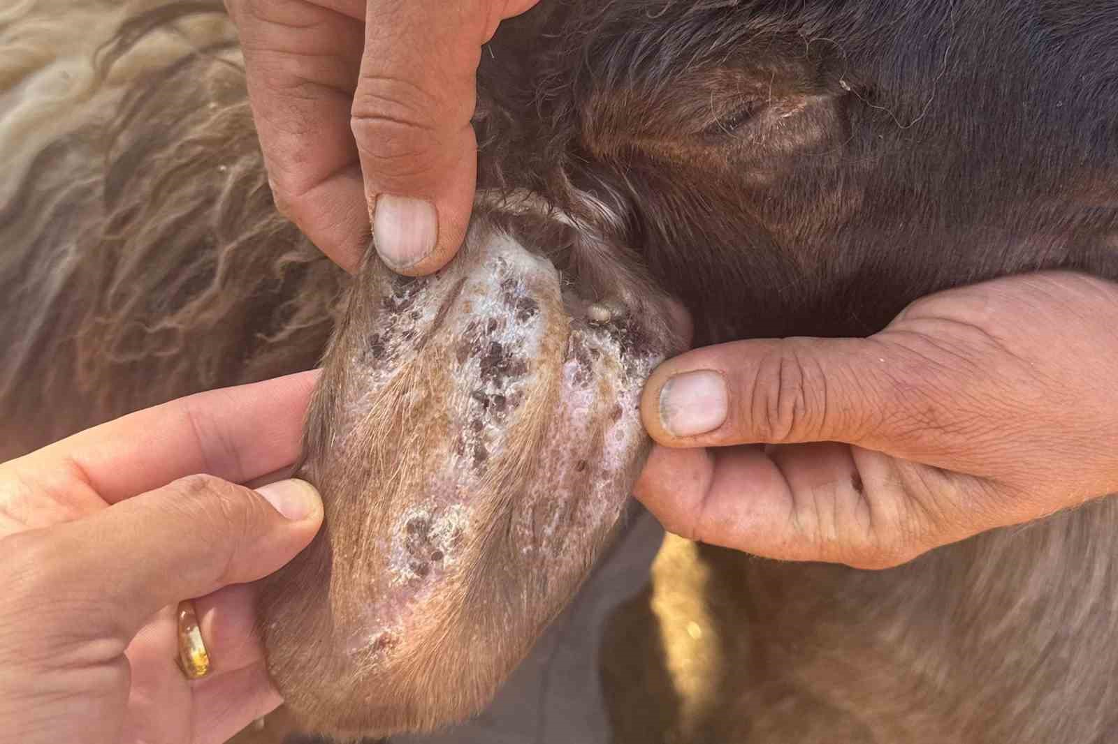 Arabanlı Veteriner Hekim’den kene uyarısı 