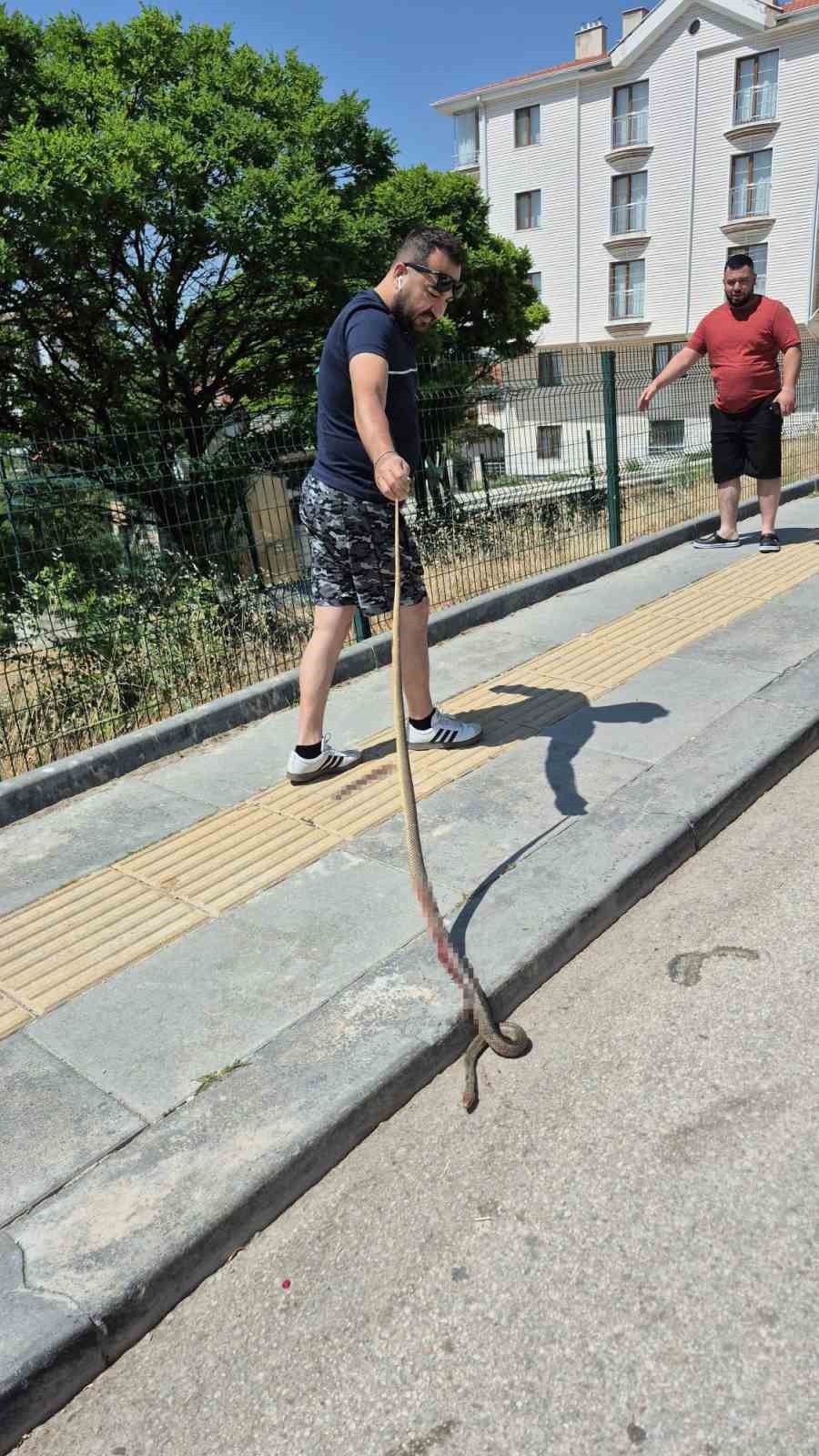 Aracın motoruna giren yılanı elindeki sopayla çıkardı 