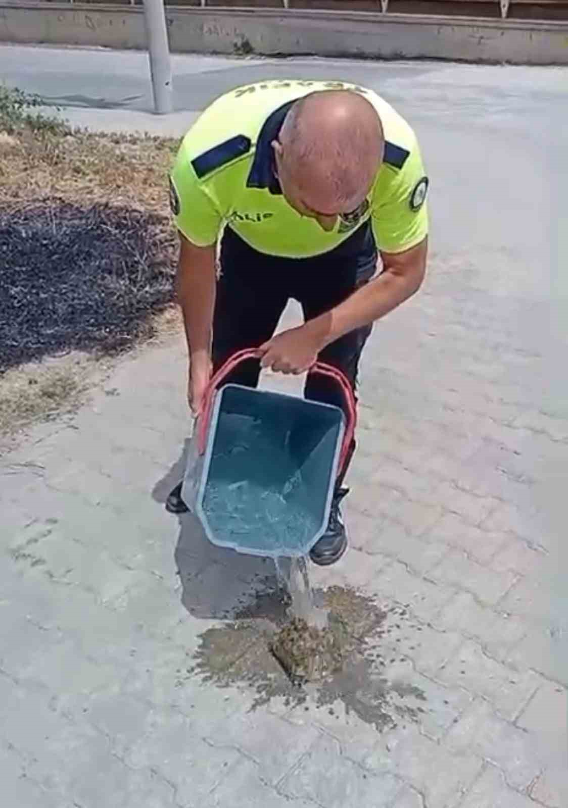 Yanan otların arasından kurtardığı kaplumbağayı suyla serinletti 