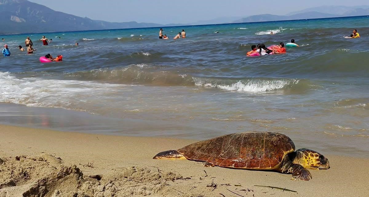 Kuşadası sahiline Caretta Caretta cinsi deniz kaplumbağası vurdu 