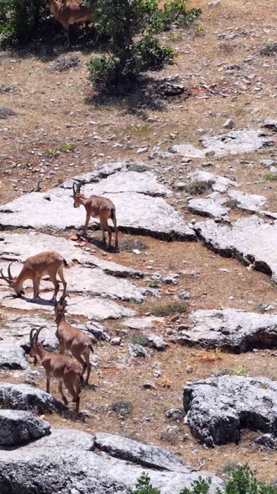 Elazığ’da dağ keçileri, görüntüleri ile hayran bıraktı 