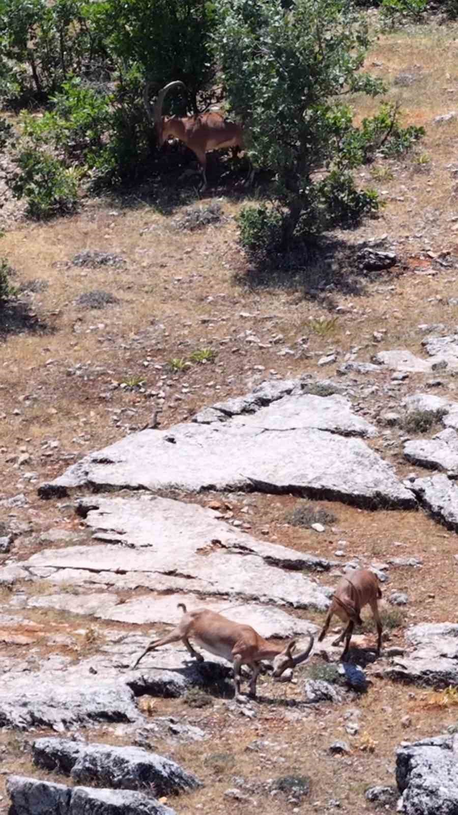 Elazığ’da dağ keçileri, görüntüleri ile hayran bıraktı 